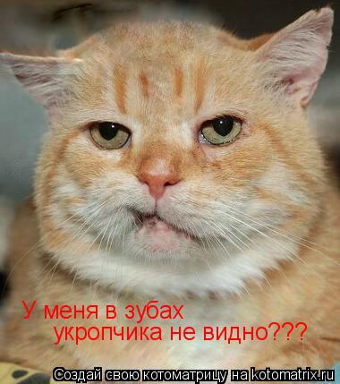 Котоматрица: У меня в зубах   укропчика не видно???
