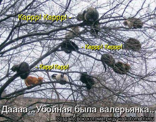 Котоматрица: Каррр! Каррр! -  - Каррр! Каррр!  Даааа...Убойная была валерьянка...  - Карр!Карр!
