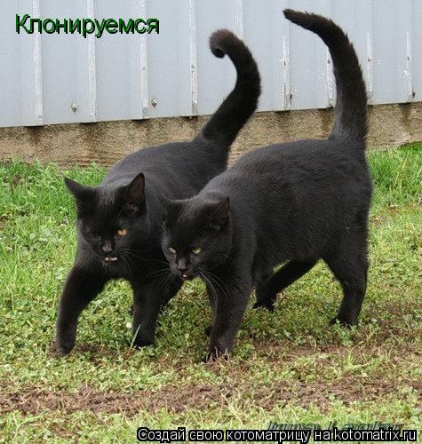 Котоматрица: Клонируемся