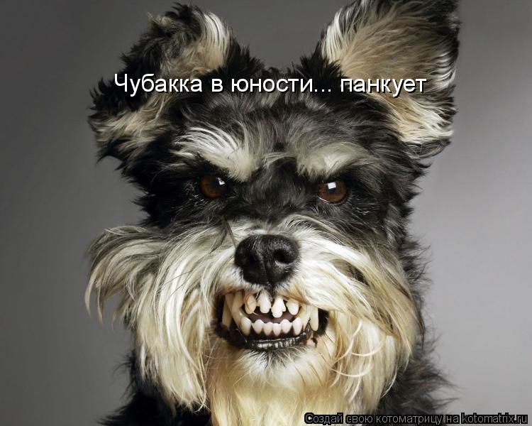 Котоматрица: Чубакка в юности... панкует