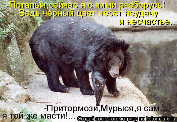 Котоматрица: -Потапыч,сейчас я с ними разберусь!  Ведь черный цвет несет неудачу  и несчастье.. -Притормози,Мурыся,я сам..., я той же масти!...