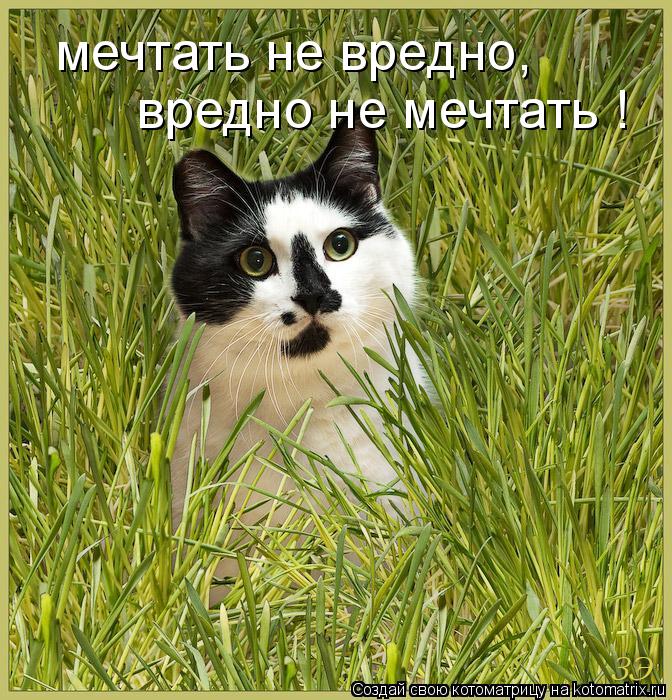 Котоматрица: мечтать не вредно, вредно не мечтать !