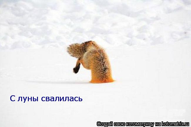 Котоматрица: С луны свалилась С луны свалилась