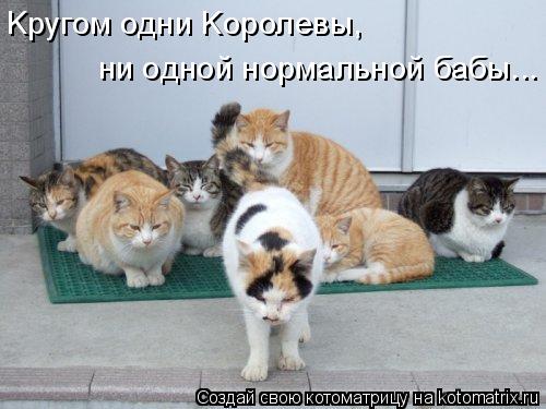 Котоматрица: Kругом одни Kоролевы,  ни oднoй нормальнoй бабы...