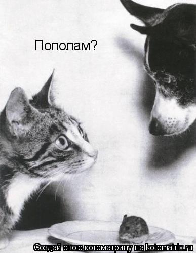 Пополам?... Котоматрица: Пополам?