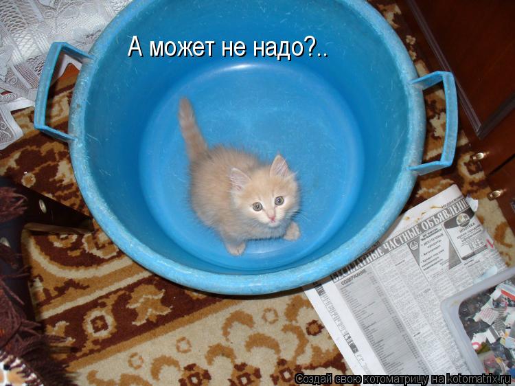 А может не надо?..... Котоматрица: А может не надо?..