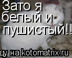 Котоматрица: Зато я  белый и  пушистый!!!