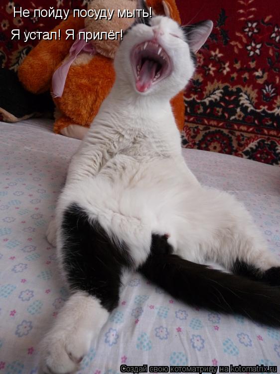 Не пойду посуду мыть! Я устал! Я прилёг!... Котоматрица: Не пойду посуду мыть! Я устал! Я прилёг!