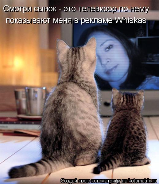 Котоматрица: Смотри сынок - это телевизор по нему показывают меня в рекламе Whiskas