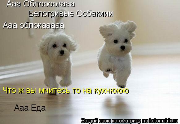 Котоматрица: Ааа Облоооокааа Белогривые Собакиии Ааа облокааааа Что ж вы мчитесь то на кухнююю Ааа Еда