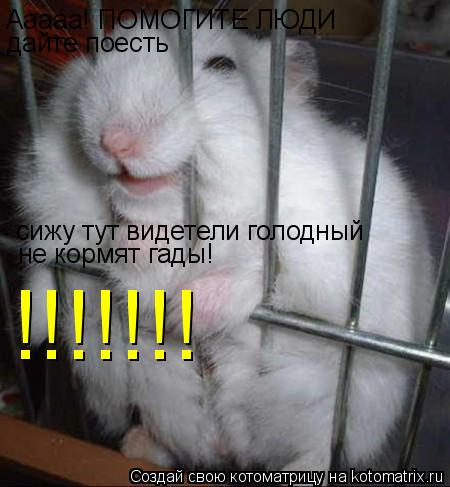Котоматрица: Ааааа! ПОМОГИТЕ ЛЮДИ дайте поесть сижу тут видетели голодный не кормят гады! !!!!!!!