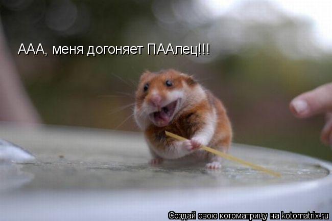 Котоматрица: ААА, меня догоняет ПААлец!!!