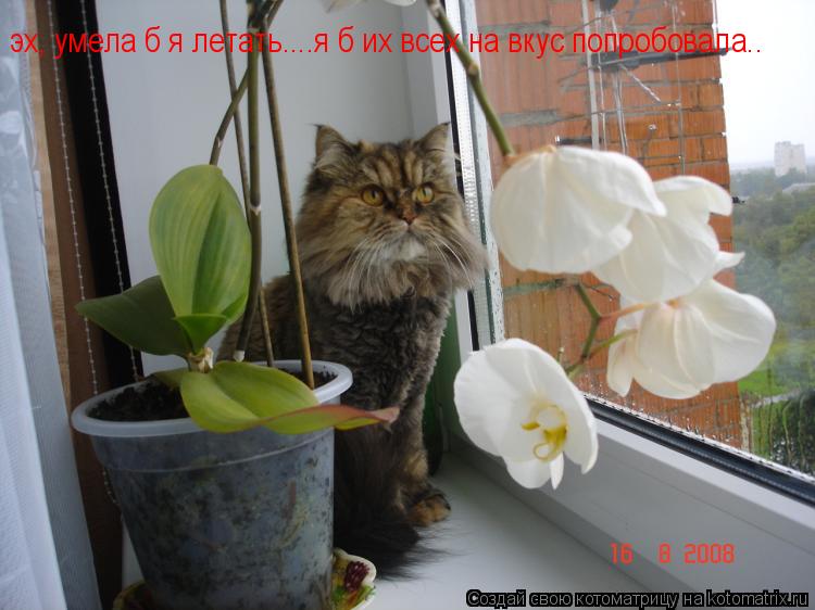 Котоматрица: эх, умела б я летать....я б их всех на вкус попробовала..