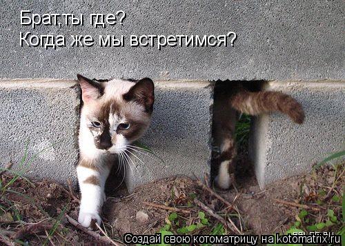 Котоматрица: Брат,ты где? Когда же мы встретимся?