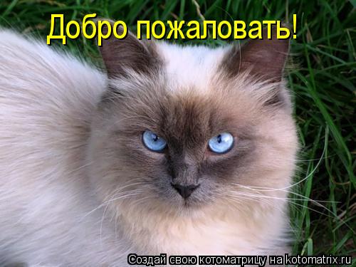 Добро пожаловать!... Котоматрица: Добро пожаловать!