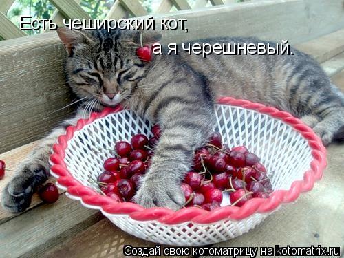 Есть чеширский кот, а я черешневый.... Котоматрица: Есть чеширский кот, а я черешневый.