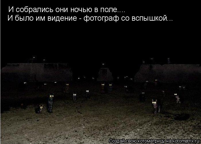 Котоматрица: И собрались они ночью в поле.... И было им видение - фотограф со вспышкой...