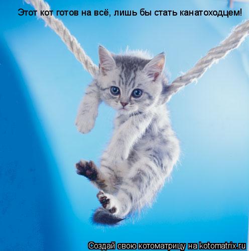 Этот кот готов на всё, лишь бы стать канатоходцем!... Котоматрица: Этот кот готов на всё, лишь бы стать канатоходцем!
