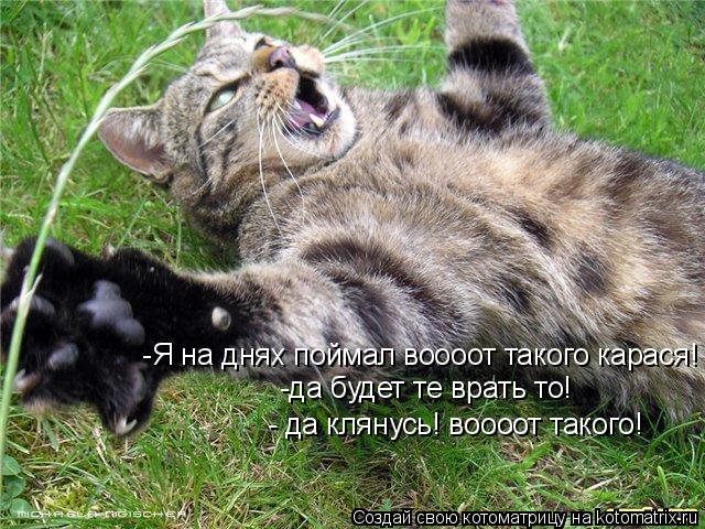 Котоматрица: -Я на днях поймал воооот такого карася! -да будет те врать то! - да клянусь! воооот такого!