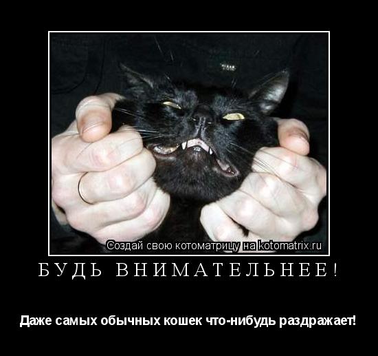 Котоматрица: Будь внимательнее! Даже самых обычных кошек что-нибудь раздражает!