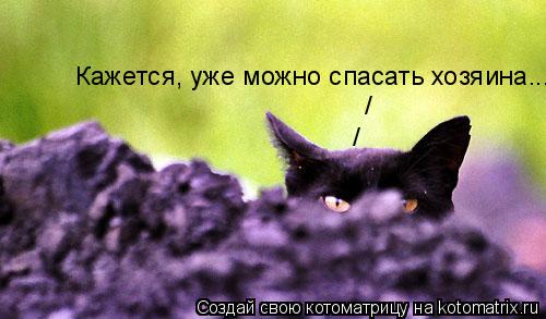 Котоматрица: Кажется, уже можно спасать хозяина... / /