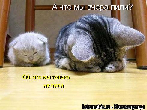 Ой..что мы только не пили А что мы вчера пили?... Котоматрица: Ой..что мы только не пили А что мы вчера пили?
