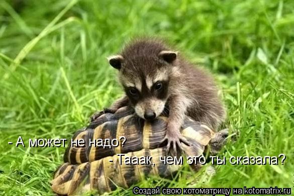 Котоматрица: - А может не надо? - Тааак, чем это ты сказала?
