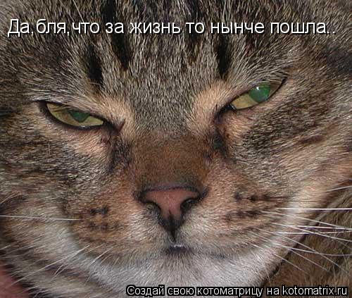 Котоматрица: Да,бля,что за жизнь то нынче пошла..