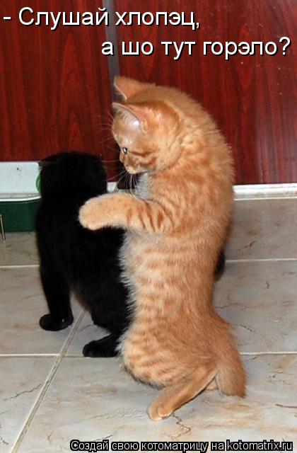 Котоматрица: - Слушай хлопэц,  а шо тут горэло?
