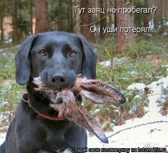 Котоматрица: Тут заяц не пробегал? Он уши потерял...