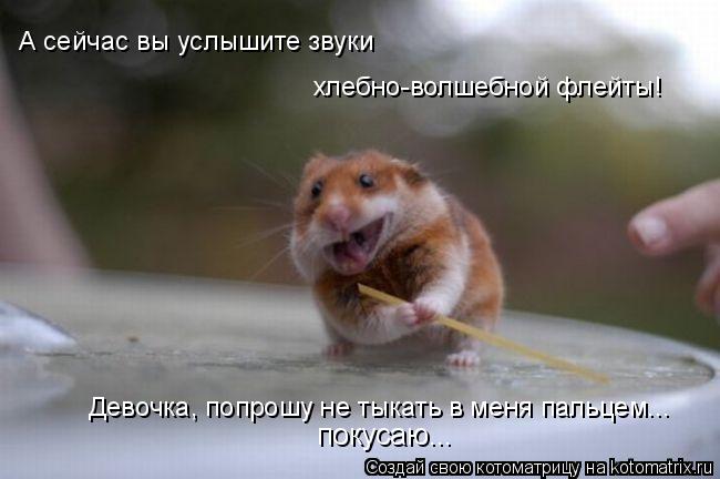 Котоматрица: А сейчас вы услышите звуки  хлебно-волшебной флейты! Девочка, попрошу не тыкать в меня пальцем... покусаю...