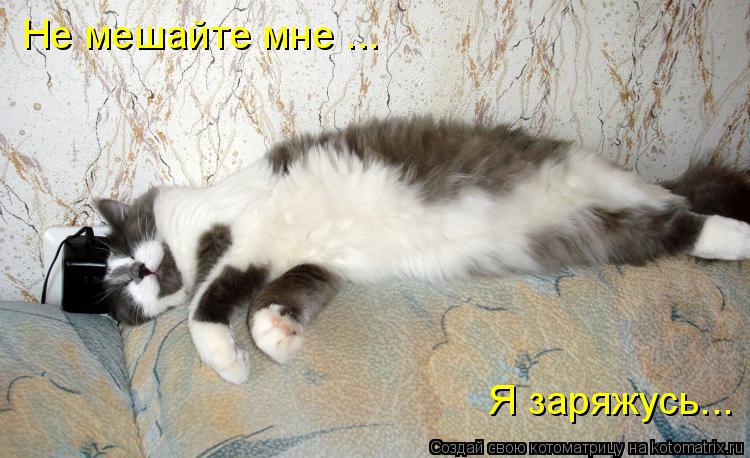 Котоматрица: Не мешайте мне ... Я заряжусь...