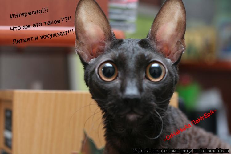 Котоматрица: ~ОгНеНнАя ПаНтЕрА~ Интересно!!! Что же это такое??!! Летает и жжужжит!!!