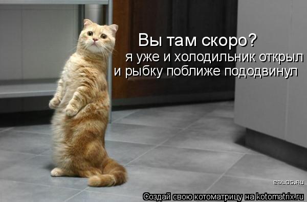 Вы там скоро? я уже и холодильник открыл и рыбку поближе пододвинул... Котоматрица: Вы там скоро? я уже и холодильник открыл и рыбку поближе пододвинул