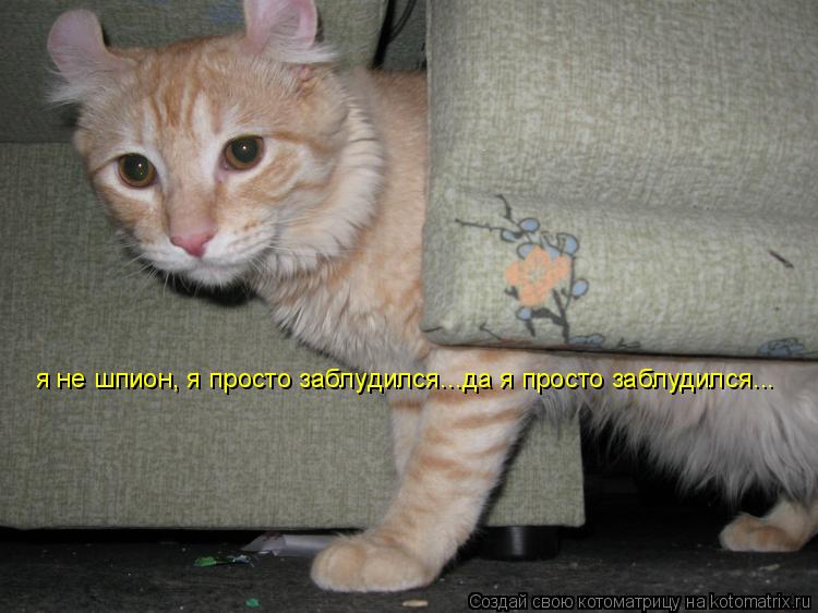 Котоматрица: я не шпион я не шпион, я просто заблудился...да я просто заблудился...