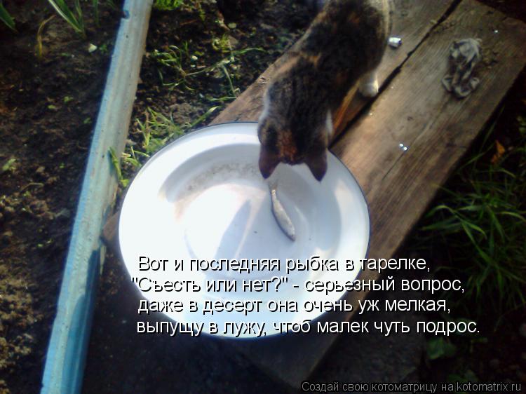 Котоматрица: Вот и последняя рыбка в тарелке, "Съесть или нет?" - серьезный вопрос, даже в десерт она очень уж мелкая, выпущу в лужу, чтоб малек чуть подрос.
