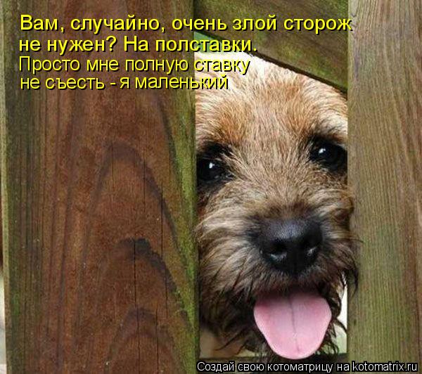 Вам, случайно, очень злой сторож не нужен? На полставки. Просто мне полную ставку не съесть - я мал... Котоматрица: Вам, случайно, очень злой сторож не нужен? На полставки. Просто мне полную ставку не съесть - я маленький