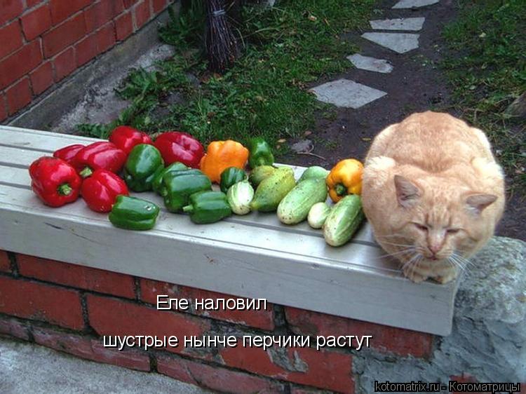 Котоматрица: шустрые нынче перчики растут Еле наловил