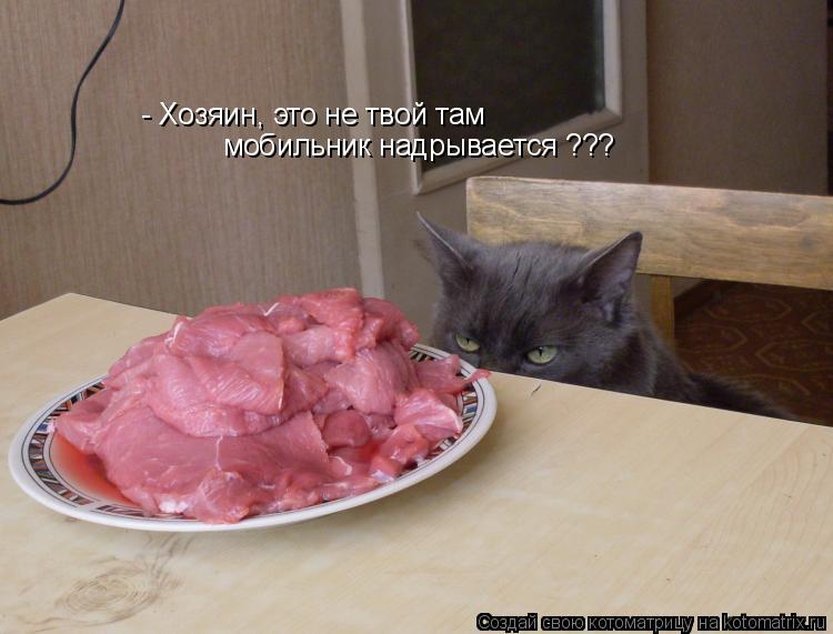 - Хозяин, это не твой там мобильник надрывается ???... Котоматрица: - Хозяин, это не твой там мобильник надрывается ???
