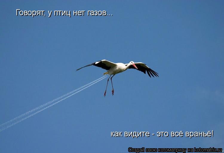 Котоматрица: Говорят, у птиц нет газов... как видите - это всё враньё!
