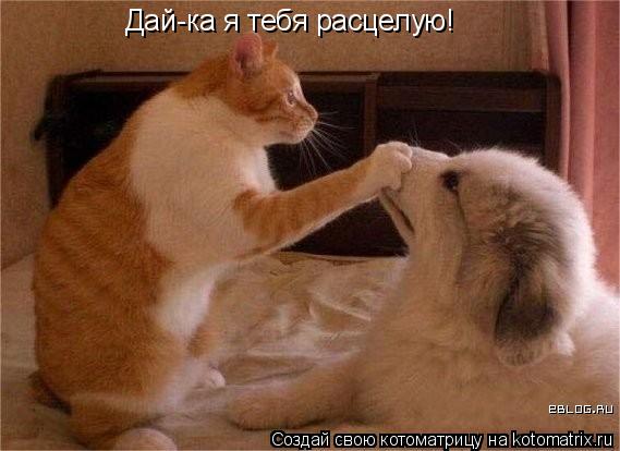 Дай-ка я тебя расцелую!... Котоматрица: Дай-ка я тебя расцелую!
