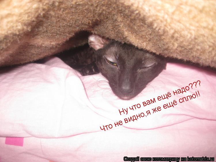 Котоматрица: Ну что вам ещё надо??? Что не видно,я же ещё сплю!!