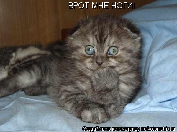 Котоматрица: ВРОТ МНЕ НОГИ!