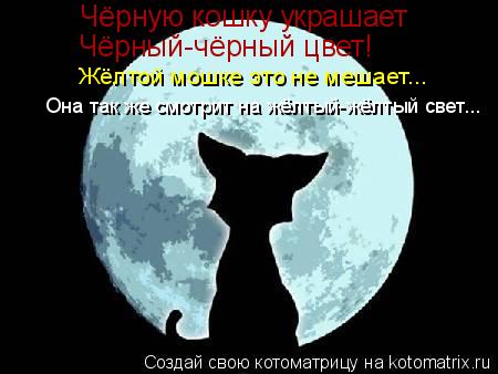 Котоматрица: Чёрную кошку украшает Чёрный-чёрный цвет! Жёлтой мошке это не мешает... Она так же смотрит на жёлтый-жёлтый свет...
