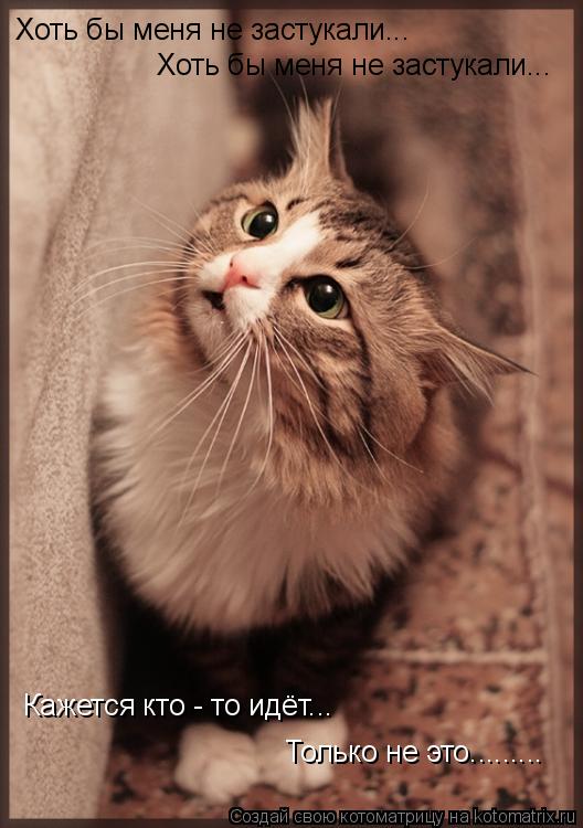 Котоматрица: Хоть бы меня не застукали... Хоть бы меня не застукали... Кажется кто - то идёт... Только не это.........