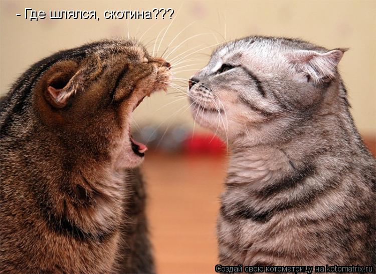 Котоматрица: - Где шлялся, скотина???