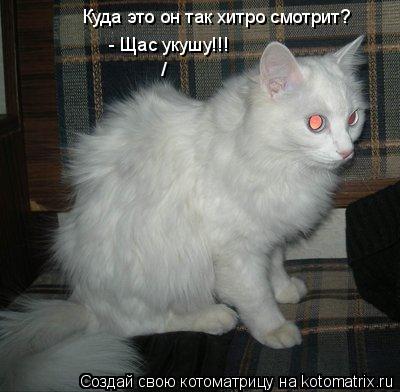 Куда это он так хитро смотрит? - Щас укушу!!! /... Котоматрица: Куда это он так хитро смотрит? - Щас укушу!!! /