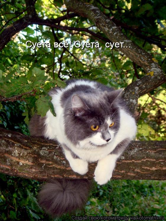 Котоматрица: Суета всё! Суета, сует...
