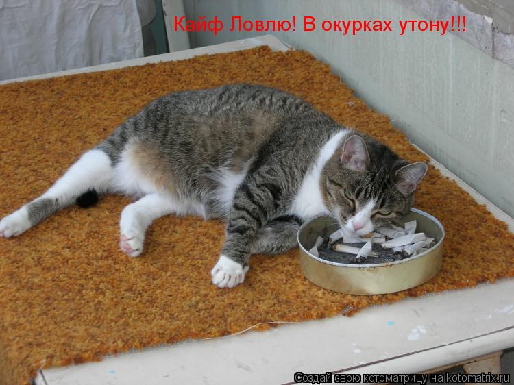 Кайф Ловлю! В окурках утону!!!... Котоматрица: Кайф Ловлю! В окурках утону!!!