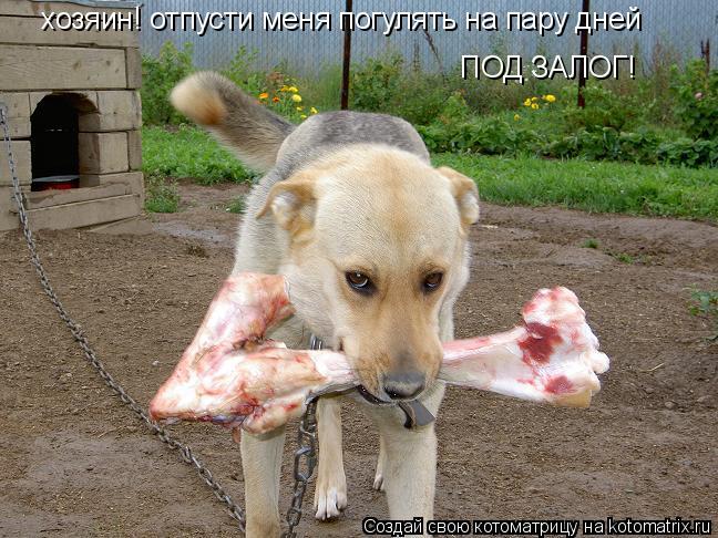 хозяин! отпусти меня погулять на пару дней ПОД ЗАЛОГ!... Котоматрица: хозяин! отпусти меня погулять на пару дней ПОД ЗАЛОГ!